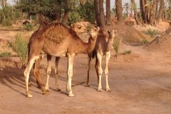 IMG_0222-scaled